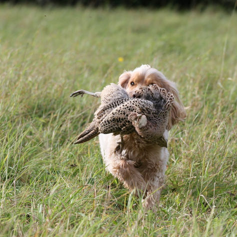Essential Skills Every Gundog Should Learn