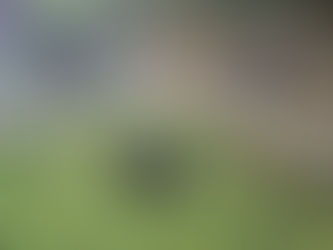 Brigadier enjoys some out-of-crate time savoring a chicken drumstick in the garden.