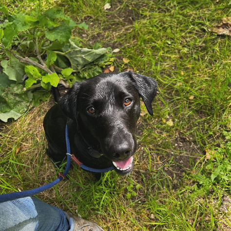 A dog learning the sit command 