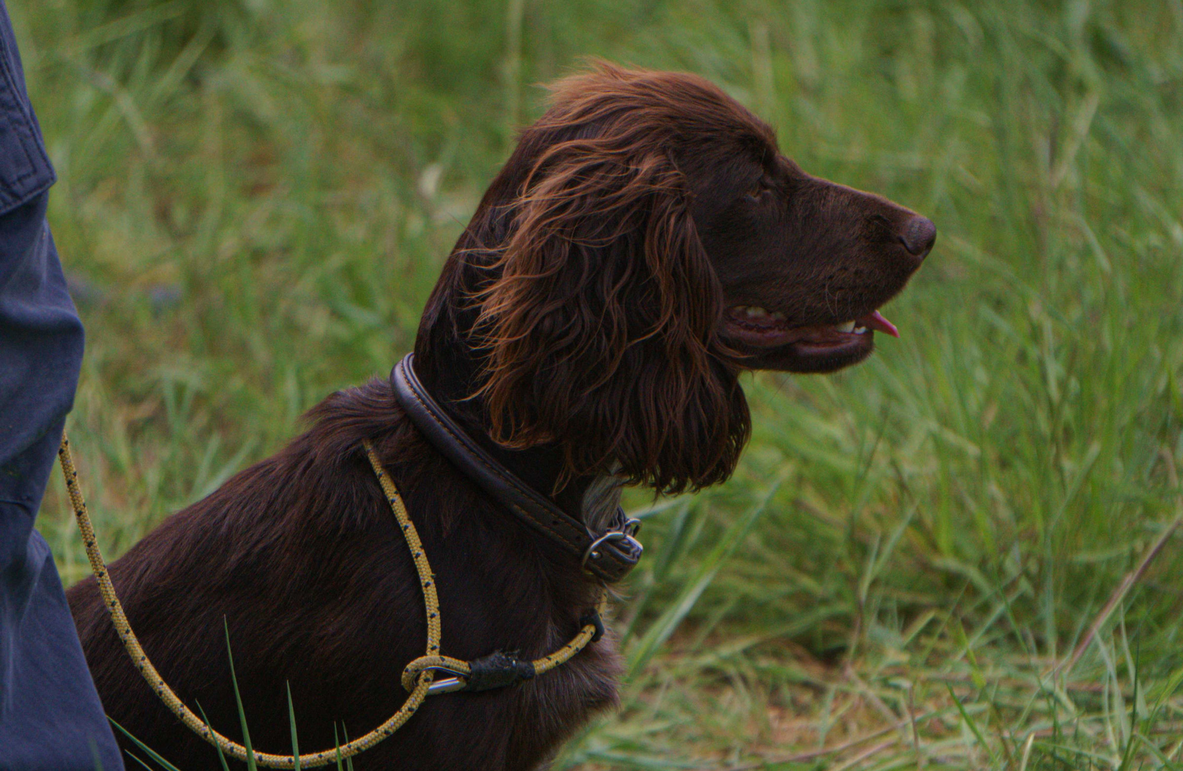 Basic Gundog Training