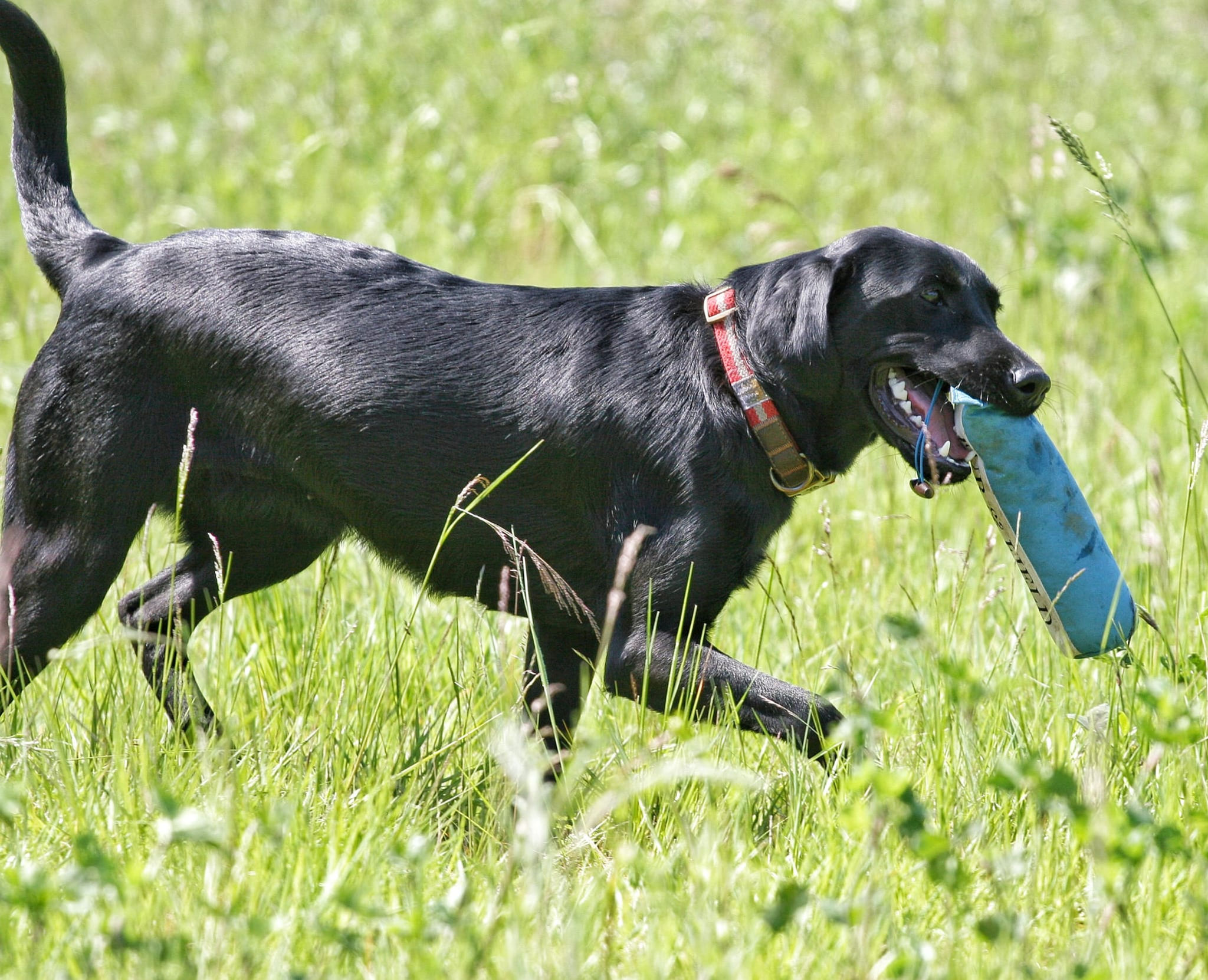 Basic Gundog Training