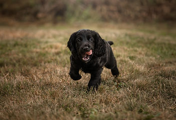 Brigadier as a puppy