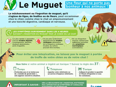 Le muguet on adore mais attention à la santé de nos animaux !