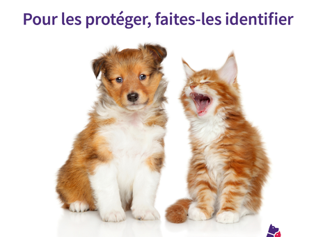 Du 7 au 13 juin 2021 Semaine Nationale de l'Identification des chiens et des chats