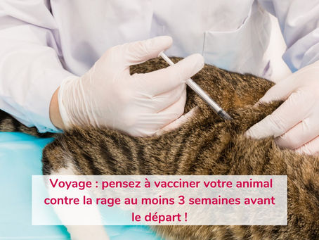 Pensez à la vaccination rage avant les vacances !