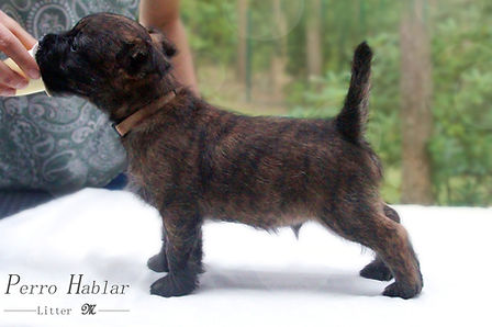 Miot-M(15)-Mailo on the edge.jpg