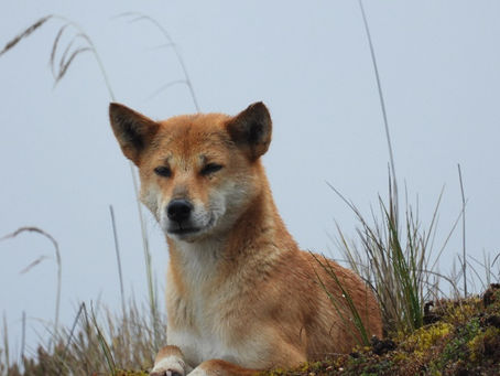 Anjing Liar Dataran Tinggi Papua (Highland Wild Dog)