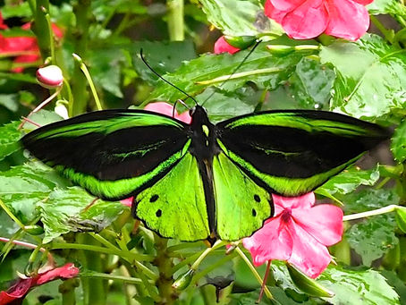 Kupu-kupu Saya Burung (Ornithoptera priamus)