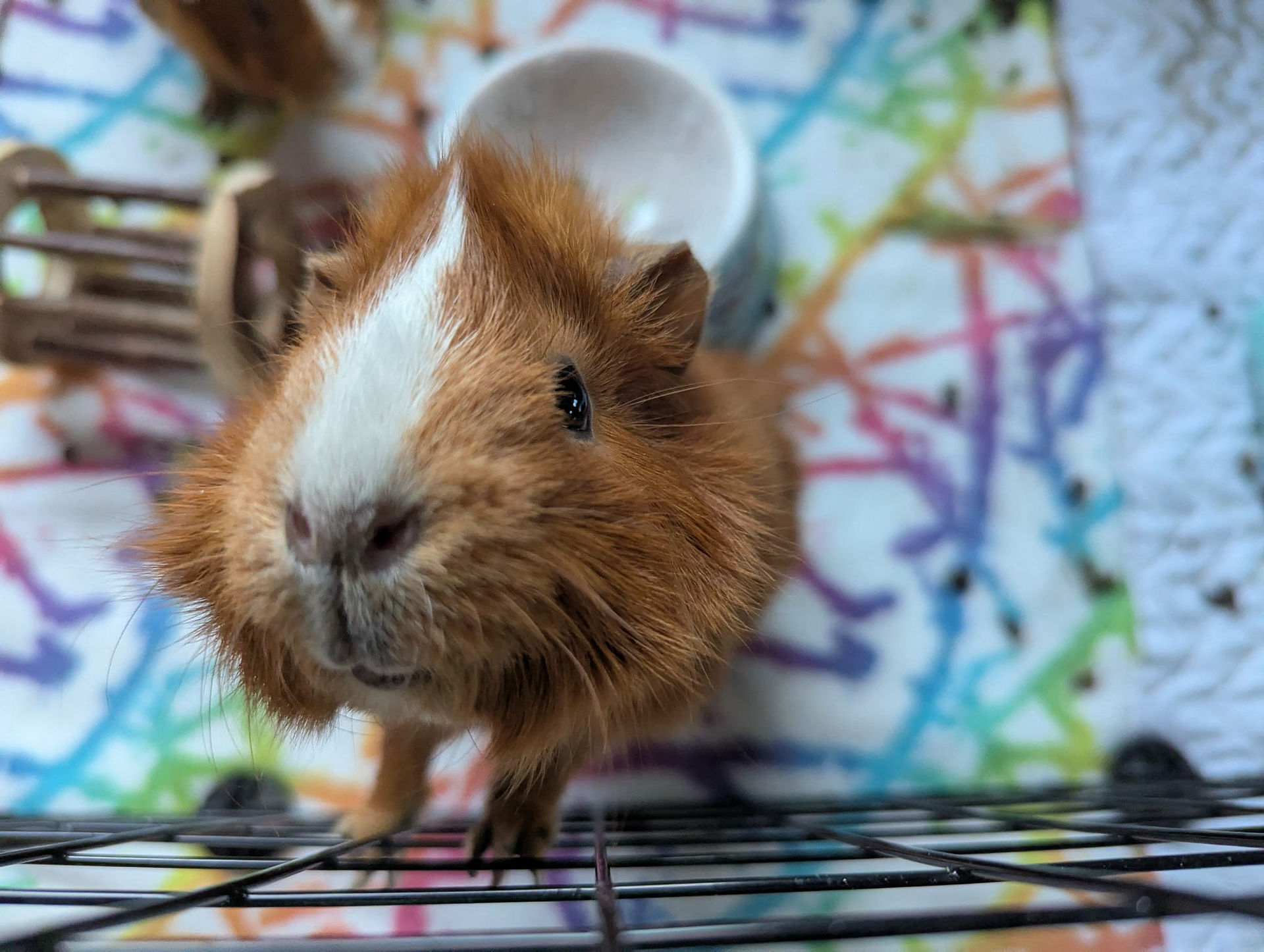Problème de petits animaux