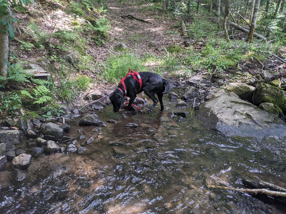 Cours chien Saint-Adele