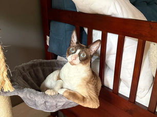 Luna - Rex Cornish 1 an