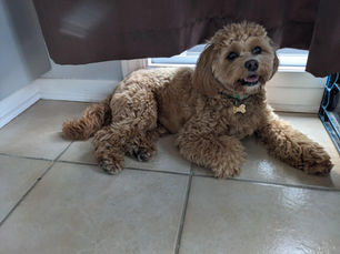 Une fin heureuse - La chienne anxieuse   