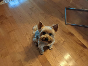 Moussa - Des comportements de stress