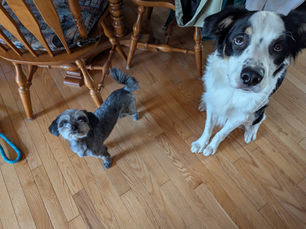 Bonjour Milow ! Border Collie X Berger Australien 1 an