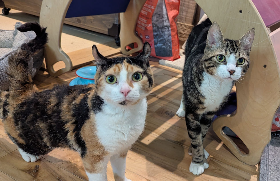 Dresseur chat Blainville