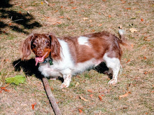 Pogo - Teckel 2 ans