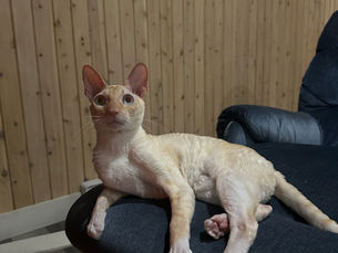 Louna - Rex Cornish, 4 ans