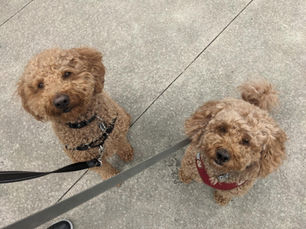 Samy - Marche en laisse et anxiété en auto