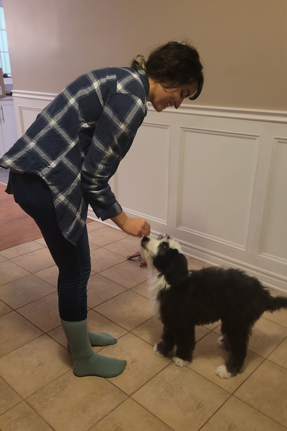 ComportementCanin.ca