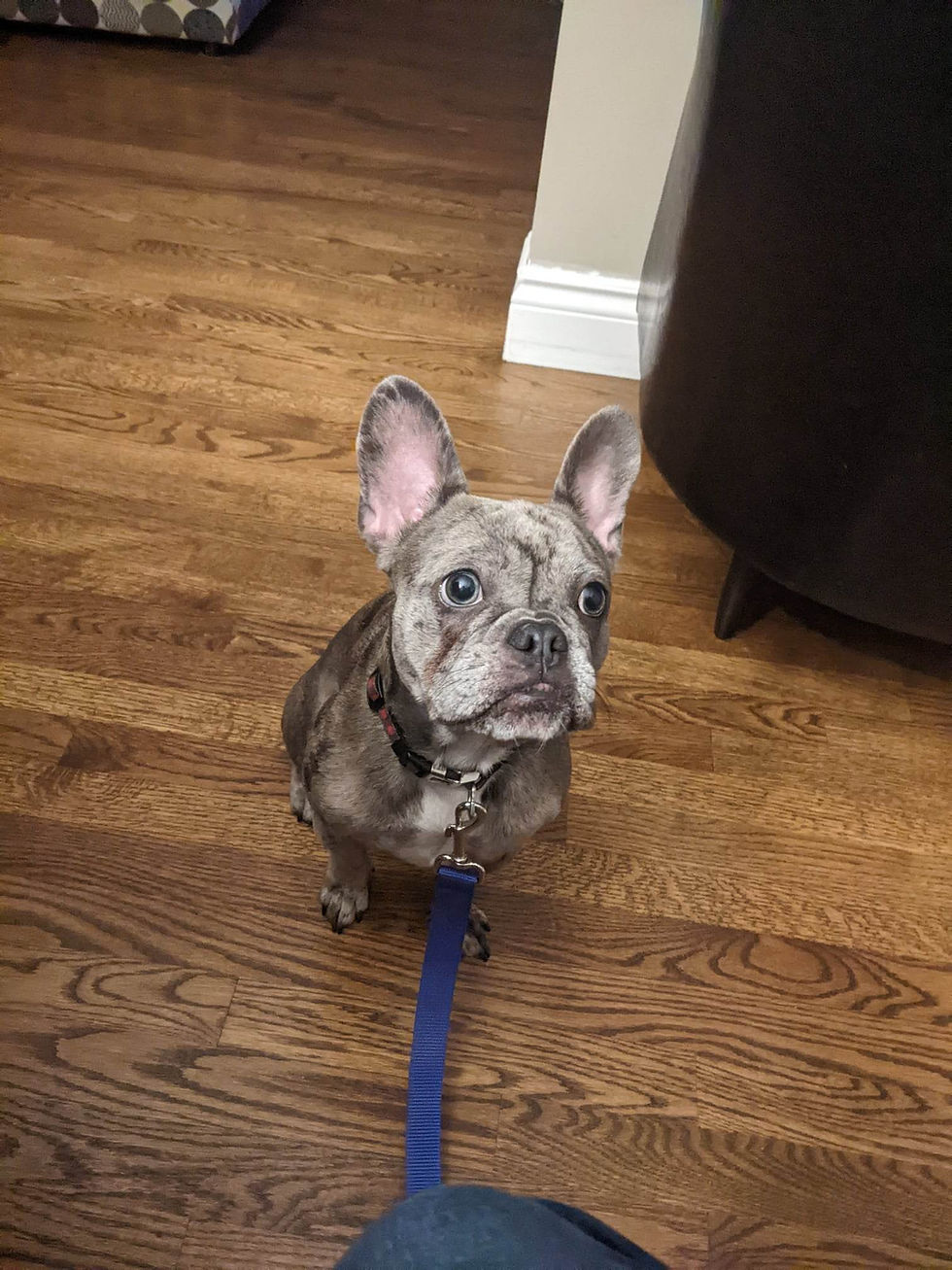 Boston Terrier à Saint-Adèle