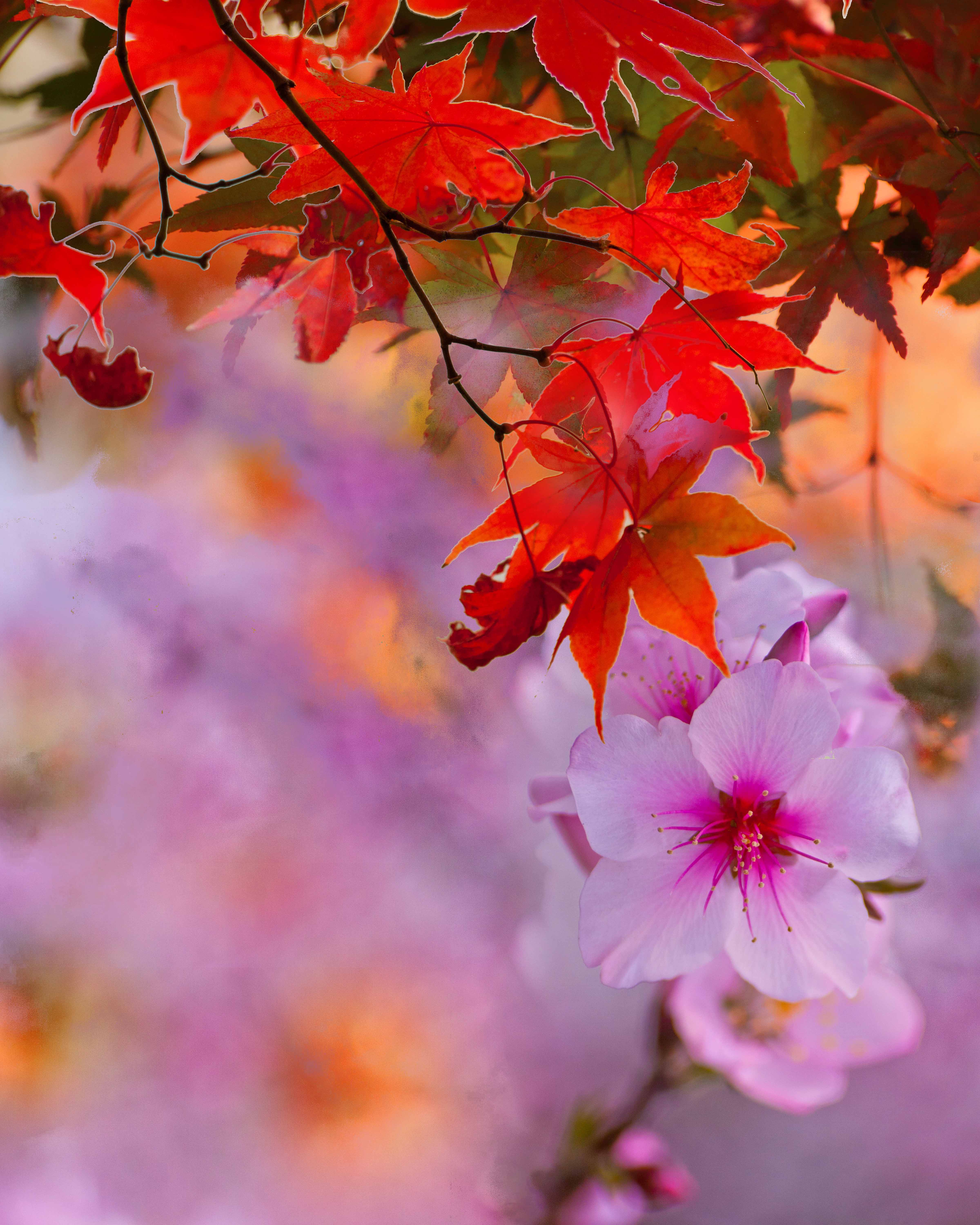 Autumn To Spring