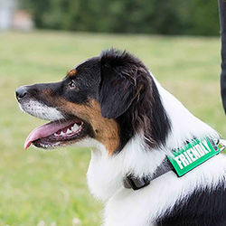 bark-notes-dog-collar-leash-attachments-friendly-8634