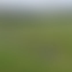 In memoriam de Finados