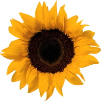 pngimg.com - sunflower_PNG13392.png