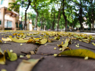 Golden Afternoons on Phan Đình Phùng: The Most Beautiful Autumn Street in Hanoi | Hanoi City Map