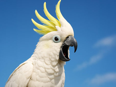 White cockatoo with yellow crest against clear blue sky, beak open as if squawking. Bright, vibrant colors convey lively energy.