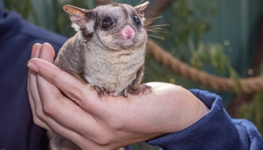 Close-up of a sugar glider held in human hands