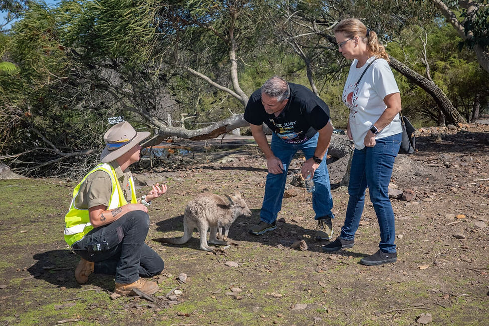A person in a yellow vest kneels, engaging with a kangaroo, while two others watch. Trees and earthy ground in the background.