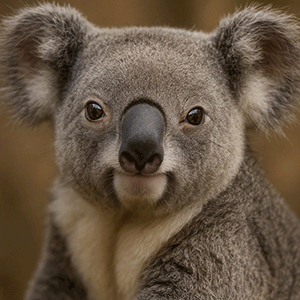 Join our Nature & Wildlife Tour
