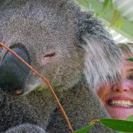 Smiling woman with koala on a private Sydney wildlife tour