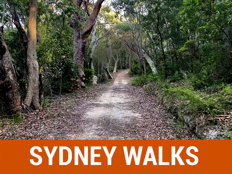 Path through lush forest with tall trees under soft light. Text "SYDNEY WALKS" in bold white on orange background at the bottom.