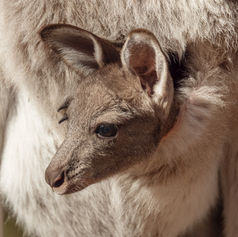 Joey kangaroo nestled in mother's pouch