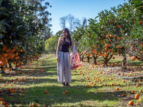 Woman in a black tank top and patterned skirt walks through an orange orchard carrying a red and white bag, with fallen oranges on the grass.