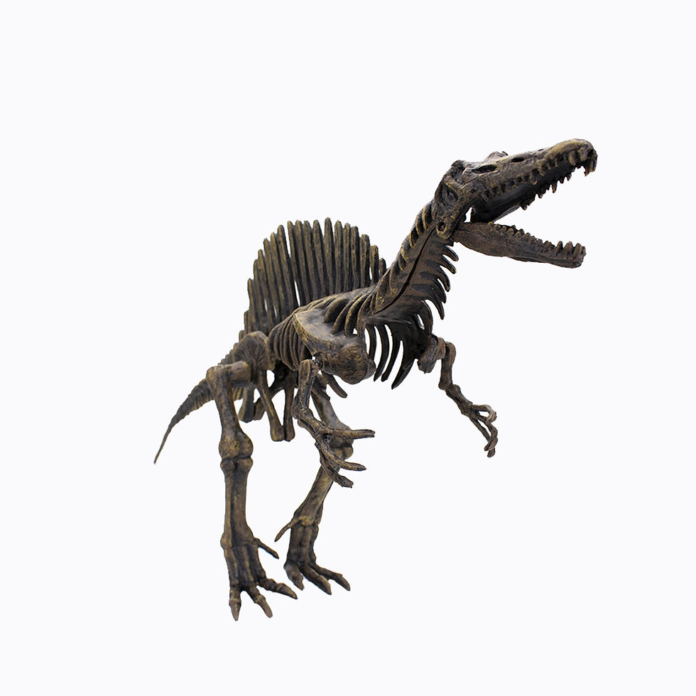 Miniatura: Kit de ensamblaje Dinohuesos Espinosaurio-844 de Dinomania, listo para armar un modelo realista y detallado de 50 cm