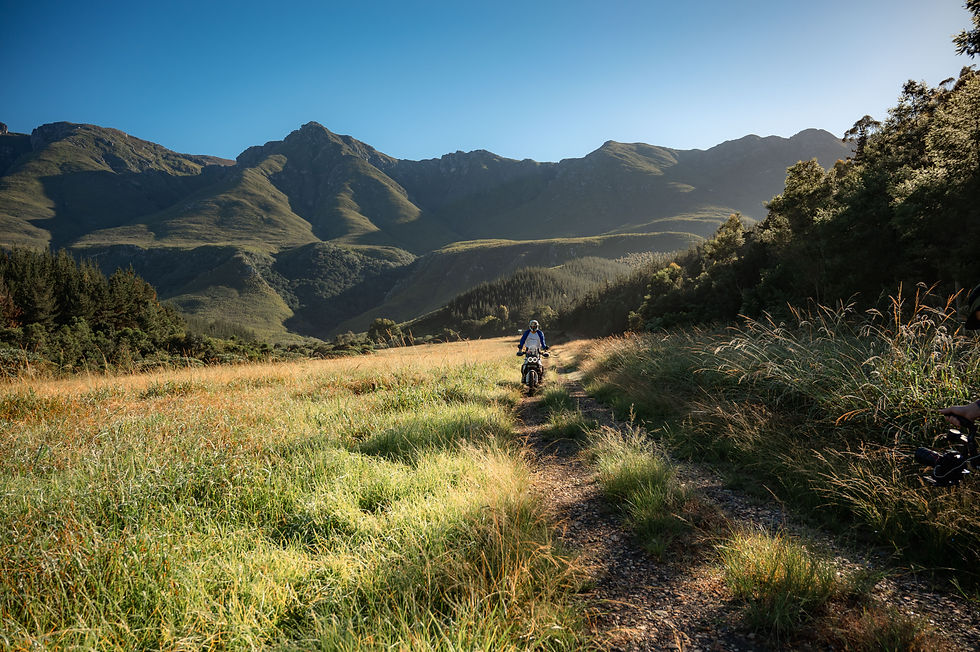 Adventure motorcycle rider exploring pine forests near Swellendam, South Africa — echoing the origins of the Pangea Rally and the spirit of discovery.