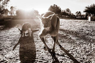 Jack the Kangaroo