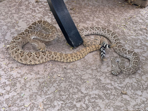 March of the Fangs: Rattlesnakes Are Waking Up, and They’re Not Waking Up Alone