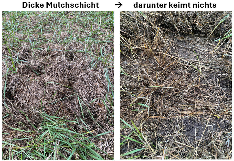 Wo der Mulch besonders dick liegt, keimt überhaupt nichts - umso wichtiger ist das Entfernen der Schicht!