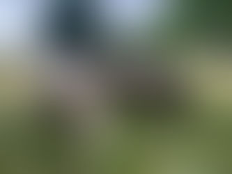 Morgendliches Schaf-Update