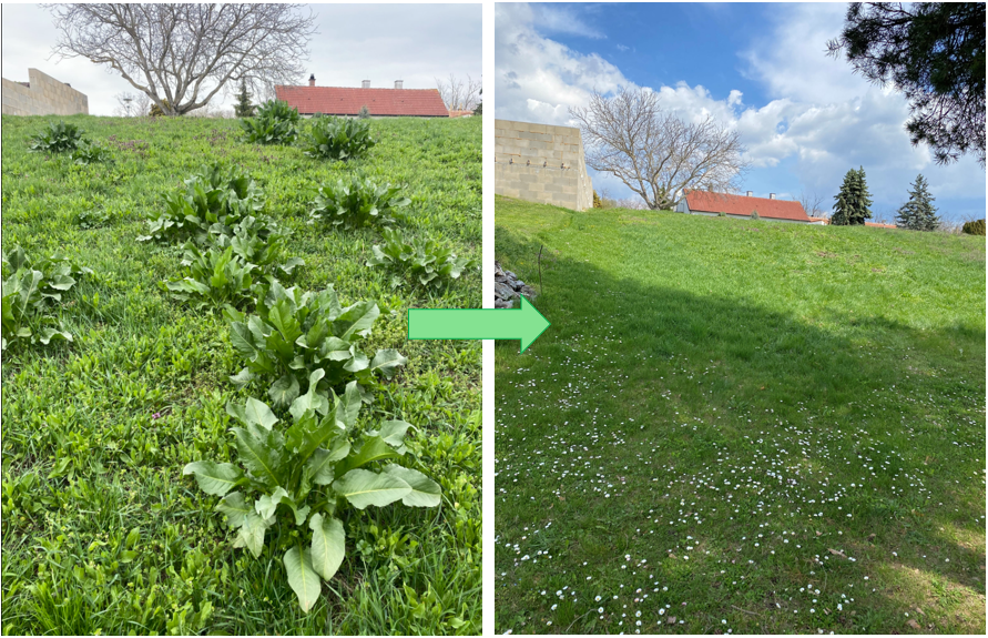 Vorher: Ampfer breitet sich aus - Nachher: neuer Platz für artenreiche Wiese