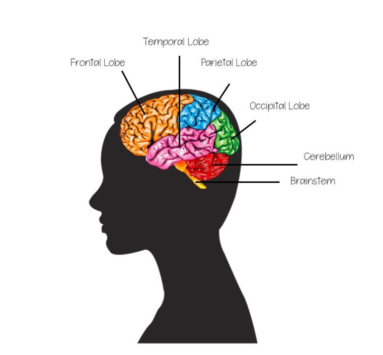 Brain Waves. Brain Lobes, Brain Anatomy