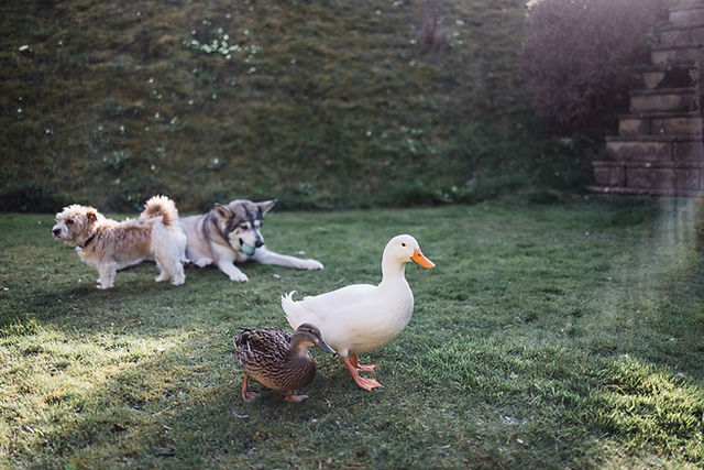 Ashley Wood Farm wedding