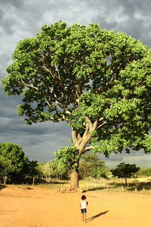 Árvore de Pequiá
