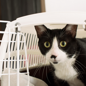 8 cat carrier tips for calmer vet visits