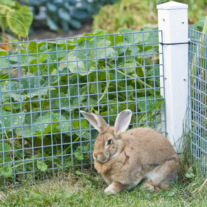 Spring garden safety: Northampton Vets’ advice for rabbit owners