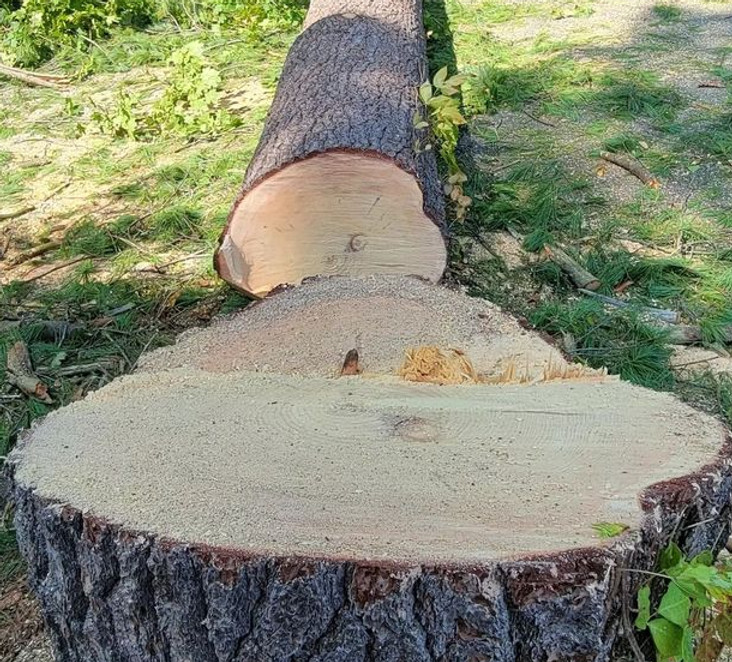 Preserving Trees_ What Homeowners Need to Know….jfif